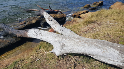 Dead Tree Fallen into the Lake