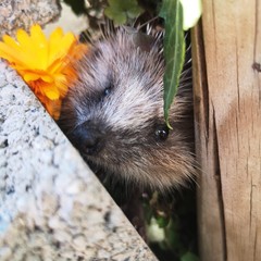 hedgehog in the grass