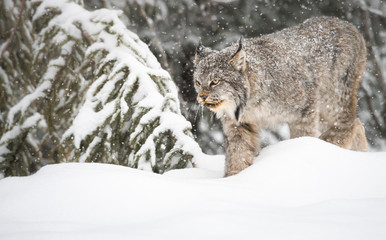 Canadian lynx in the wild
