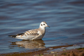 Juvenile Bonaparte's Gull (Larus philadelphia) standing in Shawano Lake in Wisconsin