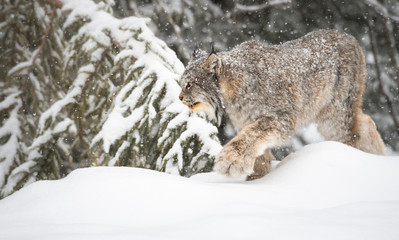 Canadian lynx in the wild