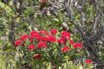 Obraz premium The view of pohutukawa tree in bloom.