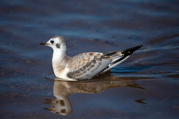 Obraz premium Juvenile Bonaparte's Gull (Larus philadelphia) standing in Shawano Lake in Wisconsin
