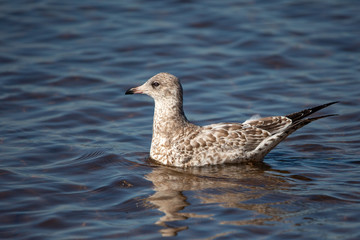 Immature Ring-billed Gull (Larus delawarensis) floating on a Shawano Lake in Wisconsin