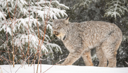 Canadian lynx in the wild