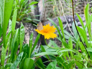 butterfly and flower