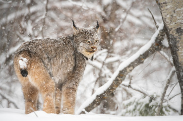 Lynx du Canada à l& 39 état sauvage