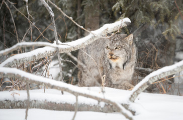 Canadian lynx in the wild