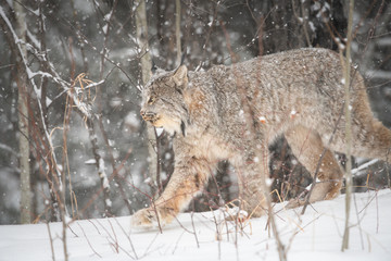 Canadian lynx in the wild