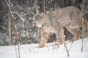 Canadian lynx in the wild