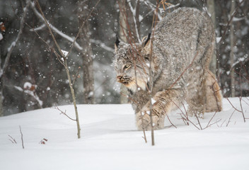 Canadian lynx in the wild