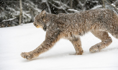 Canadian lynx in the wild