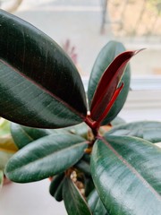ficus elastica burgundy