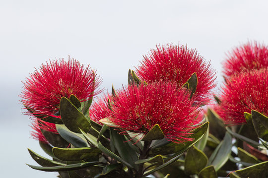 Close up view of pohutukawa flowers in bloom.