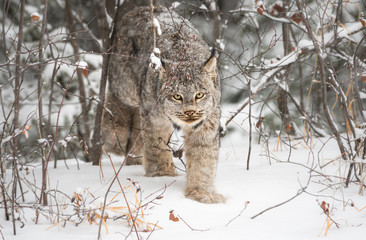 Canadian lynx in the wild