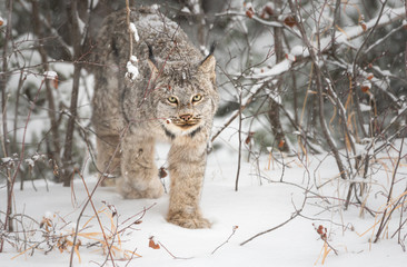 Canadian lynx in the wild
