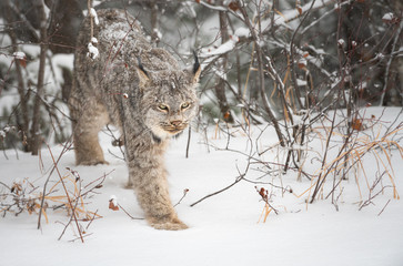 Canadian lynx in the wild