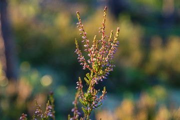 heather blossoming