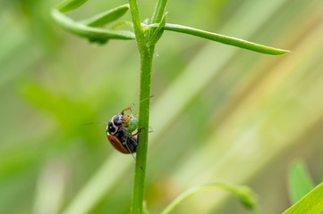 Ladybug (Coccinella septempunctata) eating its prey, which is an aphid. Macro, close up.