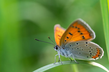 Butterfly Large copper (Lycaena dispar) crawling on a leaf of green grass. Close up shot.