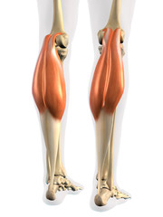 Lower Leg Gastrocnemius Muscles in Isolation on White Background - 373186067