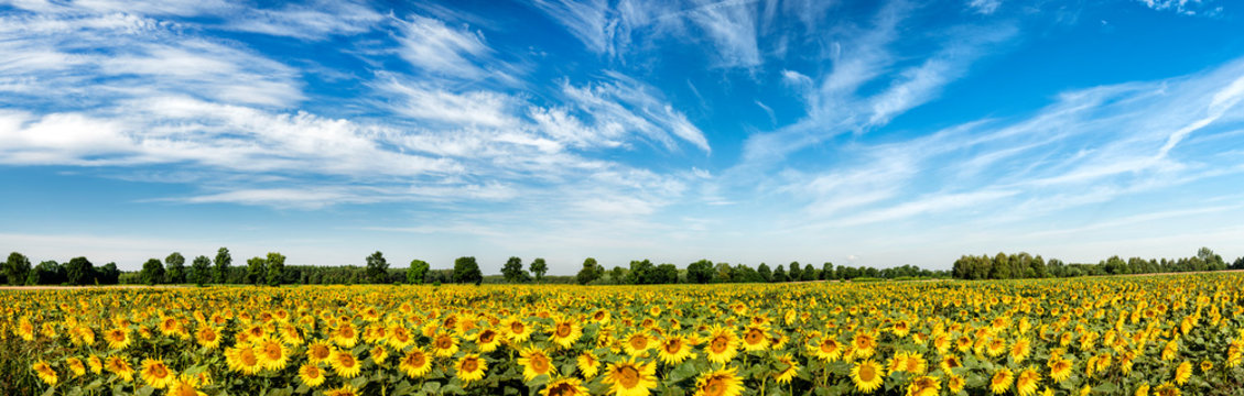 Beautiful day over sunflowers field - panorama shot