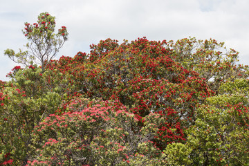 Pohutukawa tree in bloom, Rangitoto Island, New Zealand.