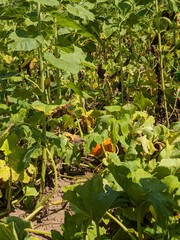 tomatoes in the garden