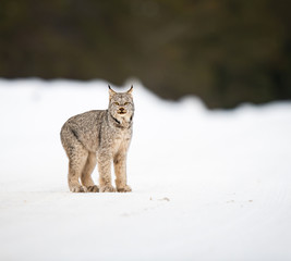 Canadian lynx in the wild © Jillian