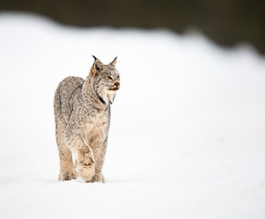 Obraz premium Canadian lynx in the wild