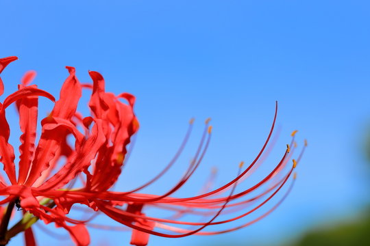 彼岸花