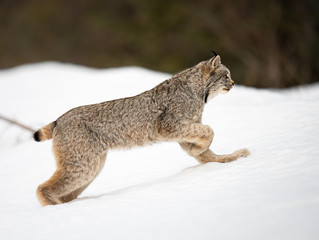 Canadian lynx in the wild © Jillian
