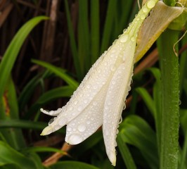 lily of the valley