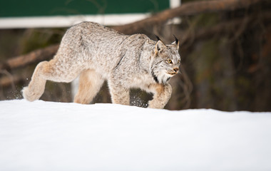 Canadian lynx in the wild