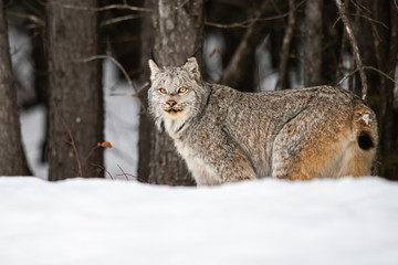 Canadian lynx in the wild