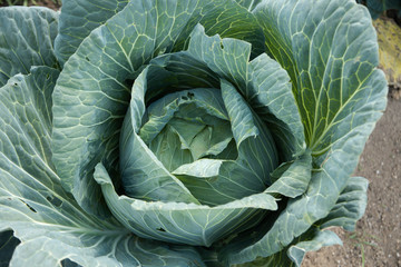 Organic cabbage plant - close up of fresh cabbage growing in the vegetable garden - cabbage planting