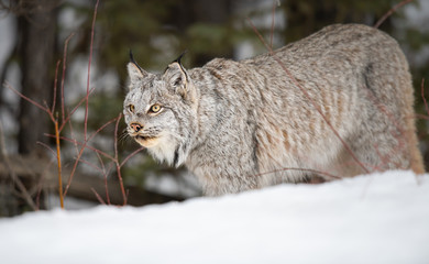 Canadian lynx in the wild