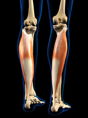 Lower Leg Soleus Muscles in Isolation on Black Background