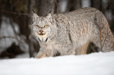 Canadian lynx in the wild