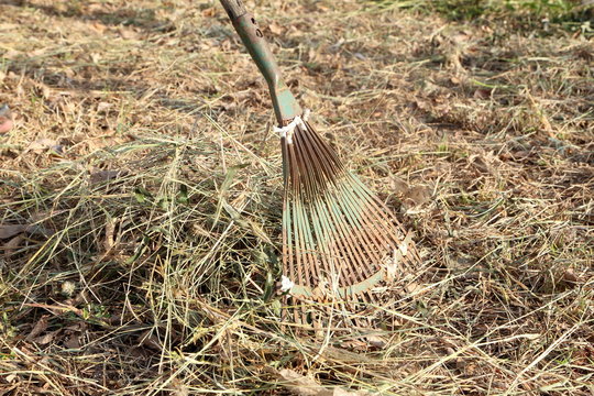 Sweeping hay with old rake