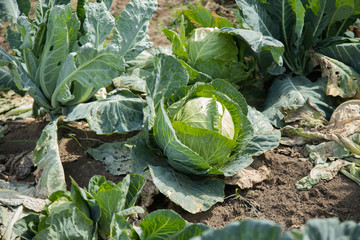 Organic cabbage plant - close up of fresh cabbage growing in the vegetable garden - cabbage planting