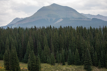 landscape with trees