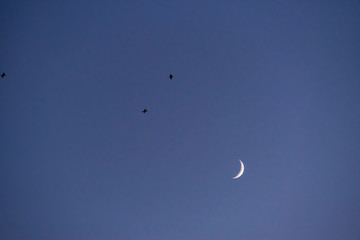 Obraz na płótnie Canvas Storks flying in the sky with crescent moon in isolated background