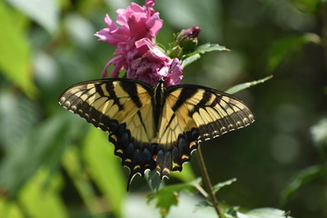 Fototapeta na wymiar beautiful butterfly colors