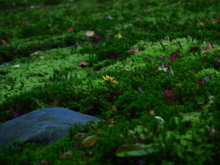 庭園に落ちる紅葉