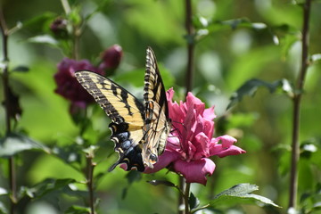 yellow butterfly on flower