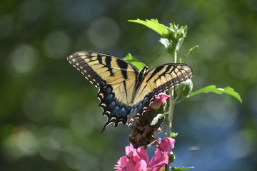 butterfly on flower