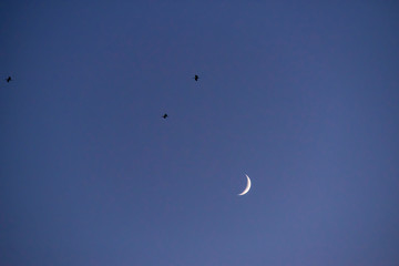 Storks flying in the sky with crescent moon in isolated background