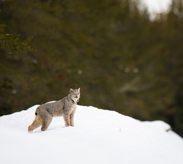 Canadian lynx in the wild