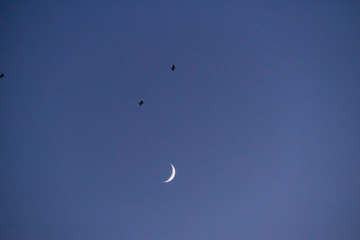 Storks flying in the sky with crescent moon in isolated background